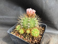 GYMNOCALYCIUM CHACOENSE - VIVAIO IL GIARDINO DI MAYA- CACTUS 115