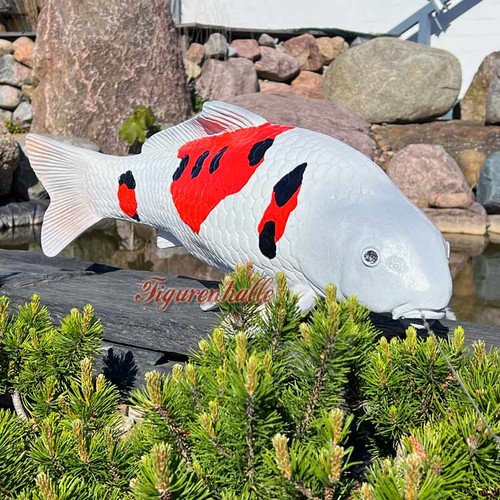 Giappone koi allevamento pesce - koi,