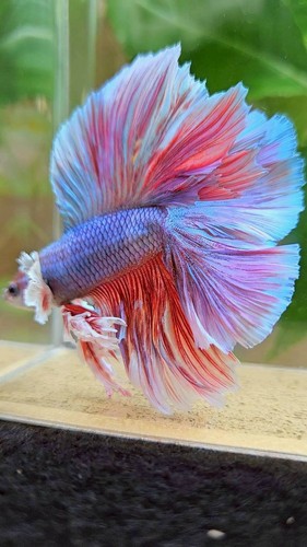 Raro king halfmoon doppia coda - king,