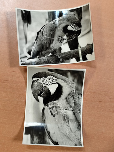 Foto pappagallo uccellino - foto,