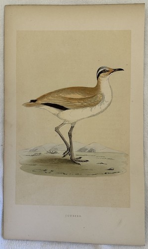 Morris courser cursorius - morris,