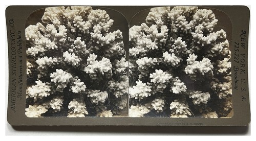 Corail photo stereo y - corail, r.