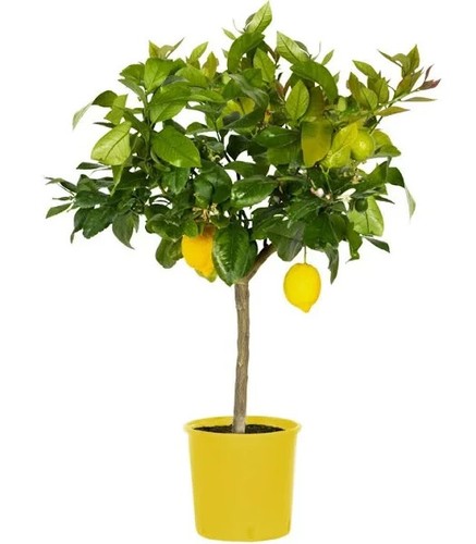 Limone lunario citrus limon - lunario,