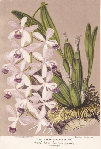 Epidendrum conspicuum orchidea - conspicuum,