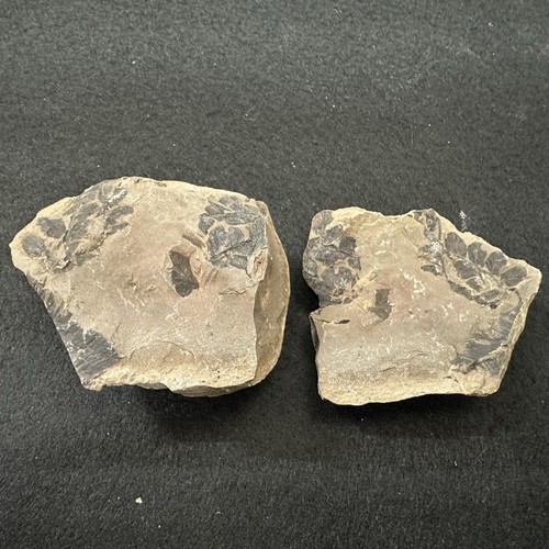Rare mariopteris plant fossil - rare,