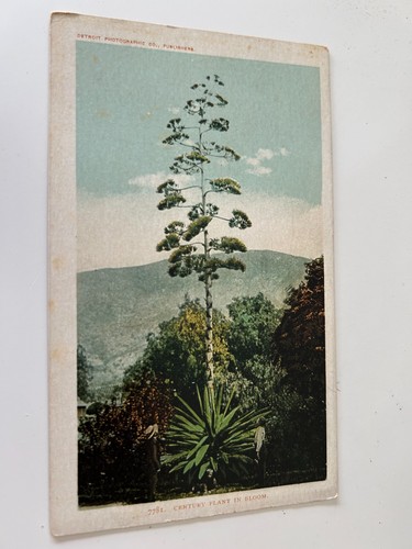 Una pianta del - secolo, in