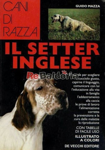 Setter inglese vecchi - setter, de