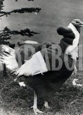 Foto vintage Regno Unito, Tacchino Babbo Natale, 1976, stampa 20x15 cm