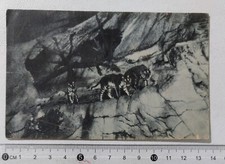 I121237 Cartolina - Roma - Giardino Zoologico; tigri del Bengala - VG 1915