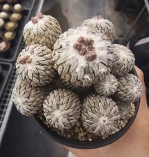 Cm pelecyphora - 8,5,