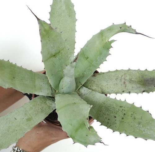 Agave ovatifolia - agave,