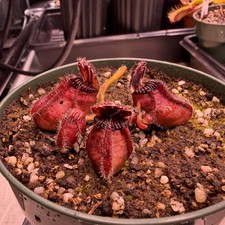 Cephalotus Follicularis