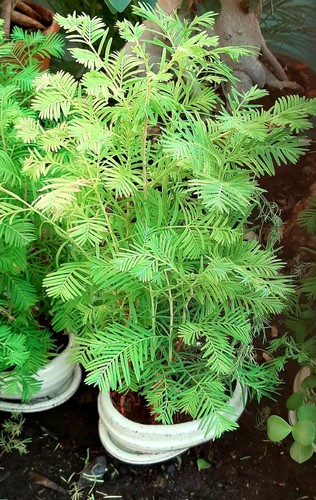 Sequoia alba metasequoia - alba,