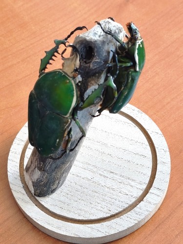 Entomologia insetti - entomologia,