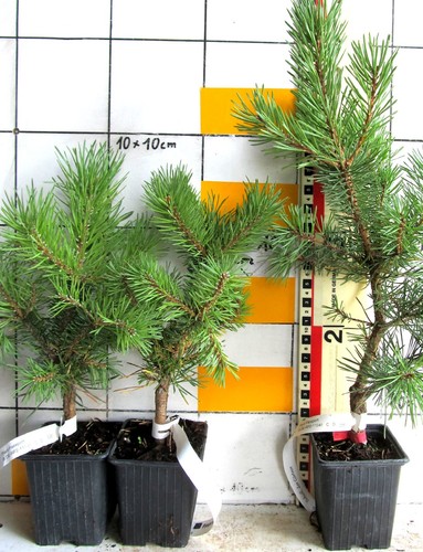 Pinus sylvestris martham - pinus, "martham"