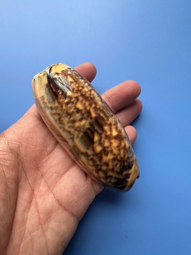Oliva miniacea - |,