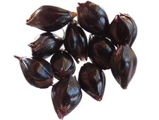 Saggina nero mohrenhirse - saggina,