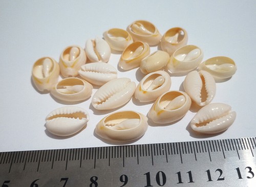 20pz perle conchiglia - di,