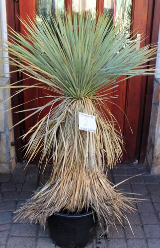 Yucca rostrata thompsoniana - yucca,