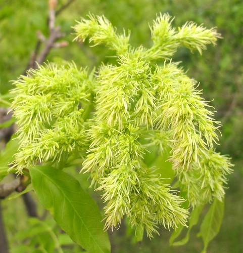 Fraxinus ornus orniello - ,