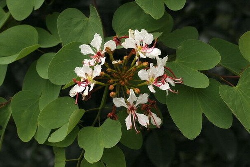 Semi bauhinia vahlii - semi, vahlii+