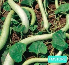 20 SEMI DI ZUCCA ZUCCHINA