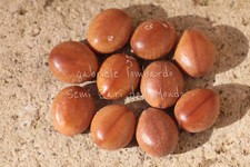 CASSIA BAKERIANA, 10 SEMI