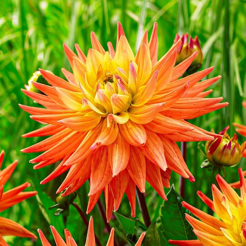 Tuberi bulbi fiori di - bulbi,