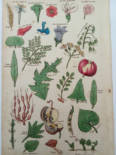 Stampa antica botanica - stampa,