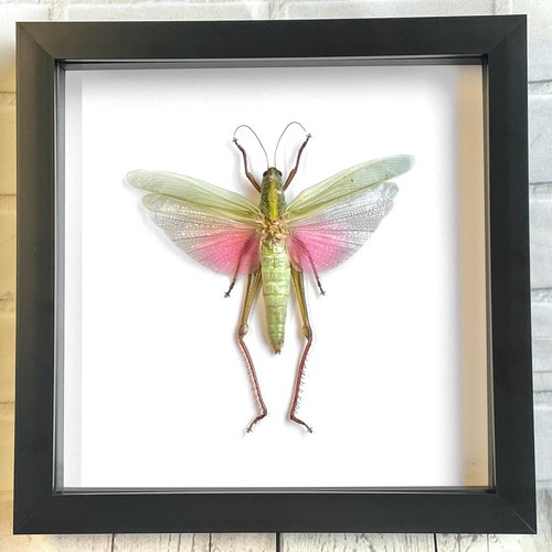 The rosea grasshopper - rosea,