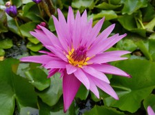NYMPHAEA CAPENSIS PINK -