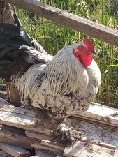 12 Uova Feconde Brahma 