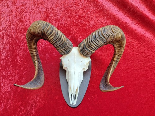 Mufflon trofeo corna - -, di