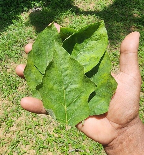 Foglie bacche tacchino - di,