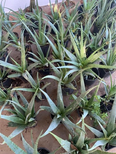 Aloe vera pianta vaso - pianta, made