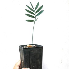 Encephalartos cupidus robusta SEEDLING -  - Cicade Modjadji | Palma Modjadji