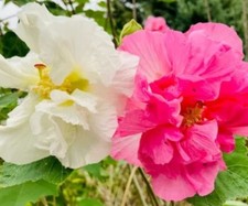 Hibiscus mutabilis - Rosa