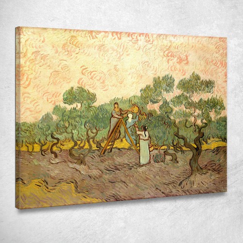 Donne che raccolgono olive - le,
