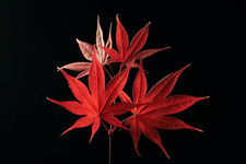 acero giapponese rosso 100cm