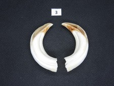 Wild boar tusks (no. 3)