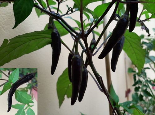 Puro peperoncino nero cayenna