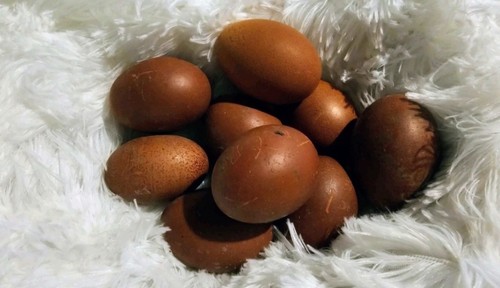 Hatching maran eggs splash - maran, (splash