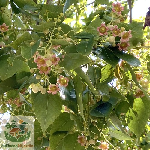 Semillas frescas - semillas,