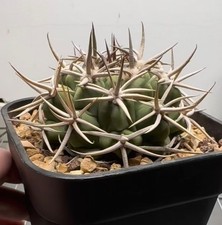Gymnocalycium ambatoense