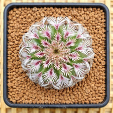 Echinocereus pectinatus
