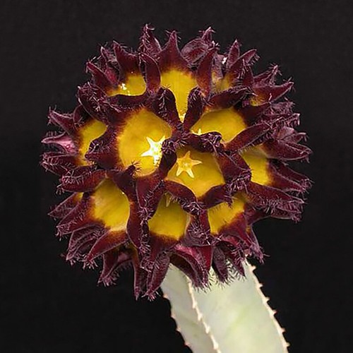 Piante succulente cactus