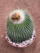 NOTOCACTUS LENINGHAUSII INERMIS - PIANTA DA GIARDINO - CACTUS - VASO Ø10