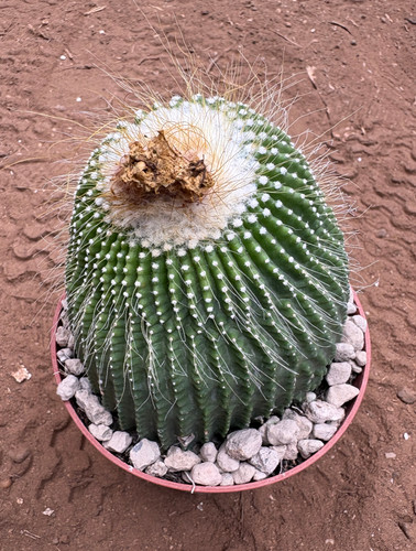 Notocactus leninghausii - notocactus,