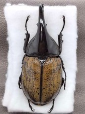 Dynastidae Hercules Reidi 88mm