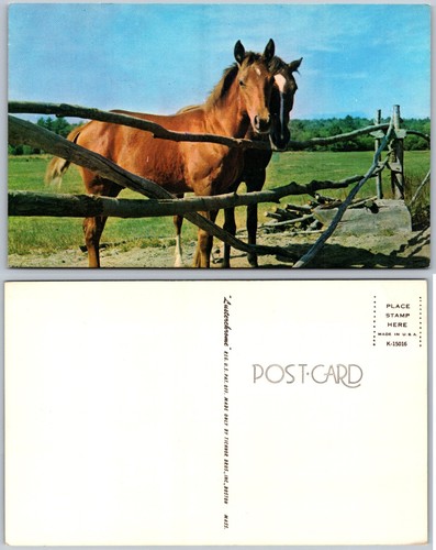 Cartolina recinzione pascolo